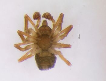 Media type: image; Invertebrate Zoology 95606